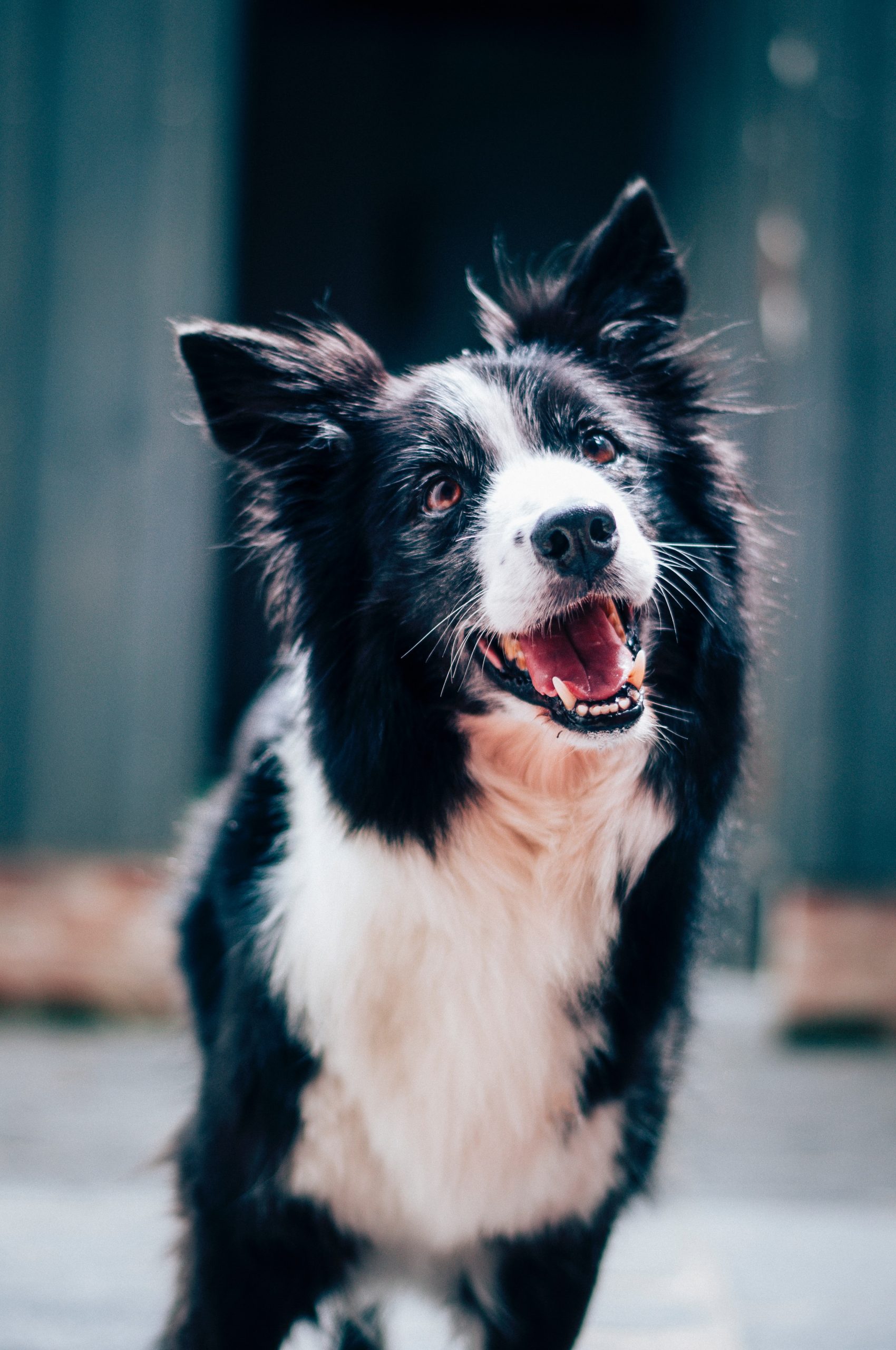 baptist-standaert-mx0DEnfYxic-unsplash baptist-standaert-mx0DEnfYxic-unsplash
