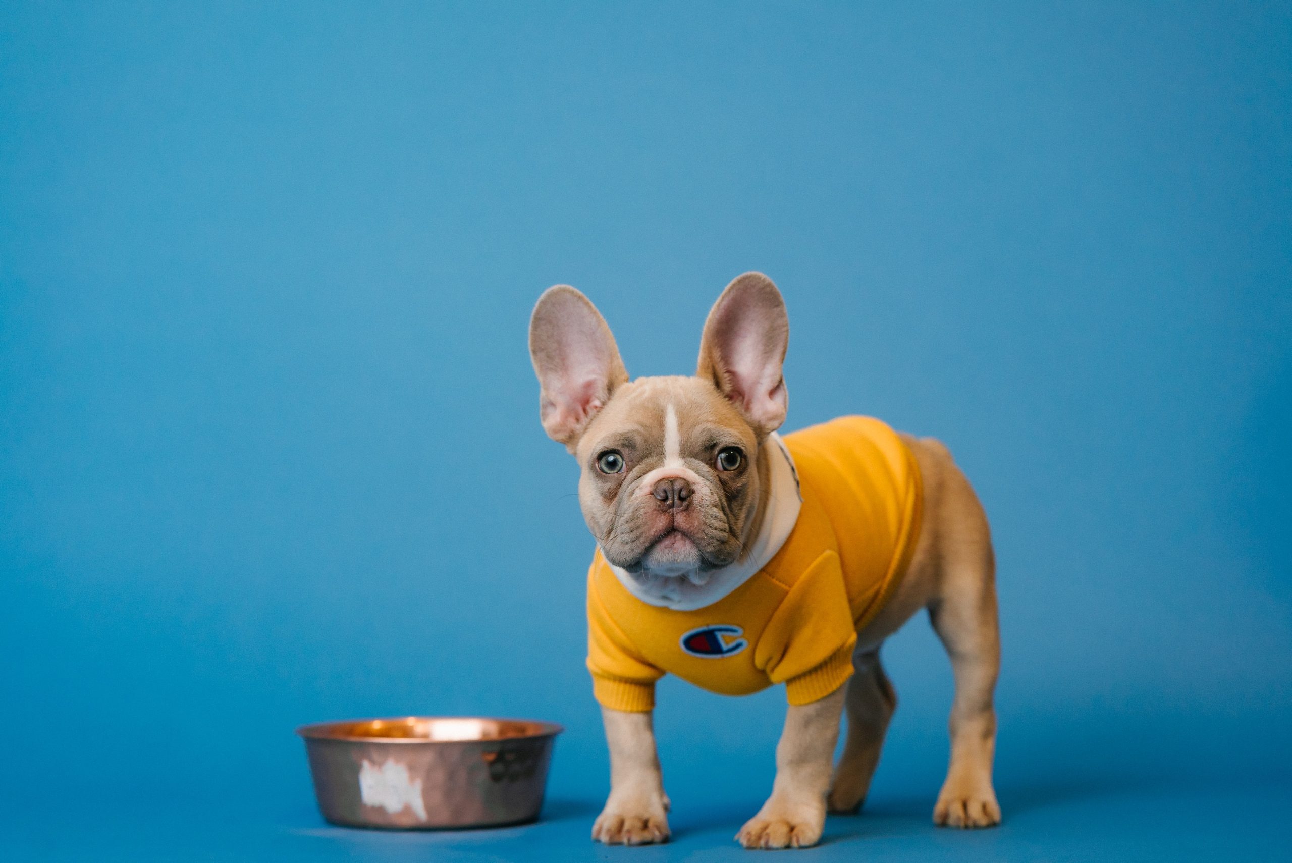 karsten-winegeart-tIWBJN8t7zE-unsplash karsten-winegeart-tIWBJN8t7zE-unsplash